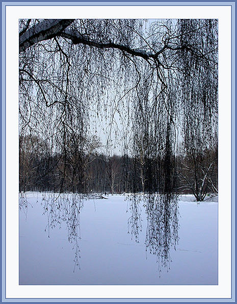 photo "Are oblique of birches" tags: landscape, nature, winter