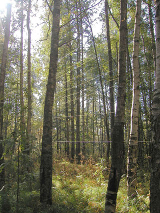photo "Strings in the forest" tags: landscape, forest