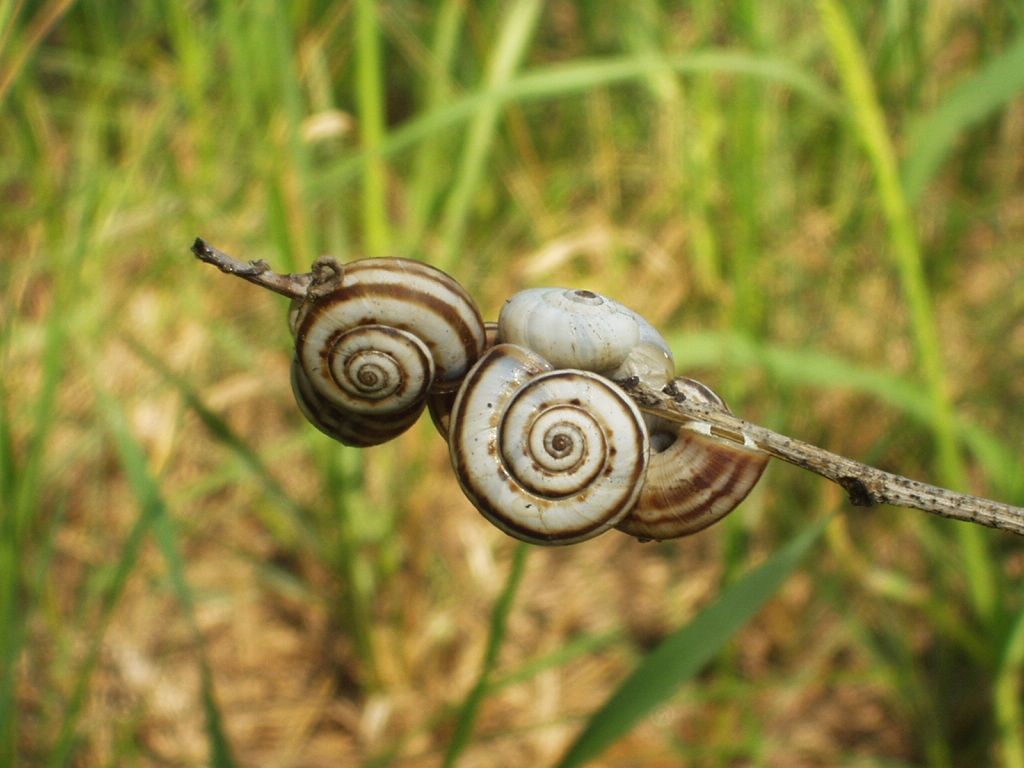 photo "Snails" tags: macro and close-up, nature, insect