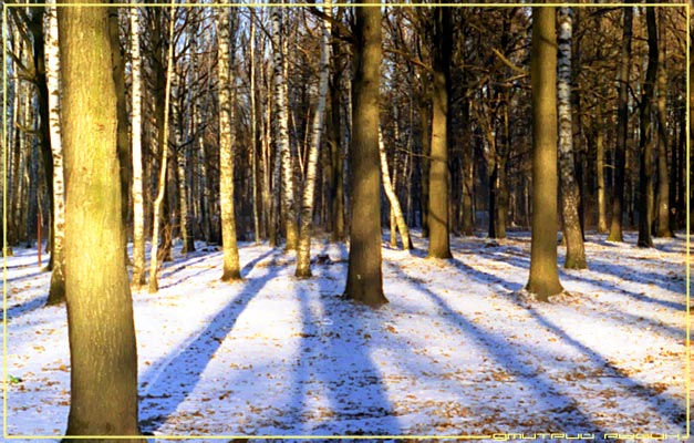 photo "Winter Evening Shadows" tags: landscape, forest, winter