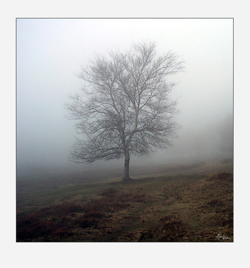 фото "Lost in fog" метки: природа, цветы