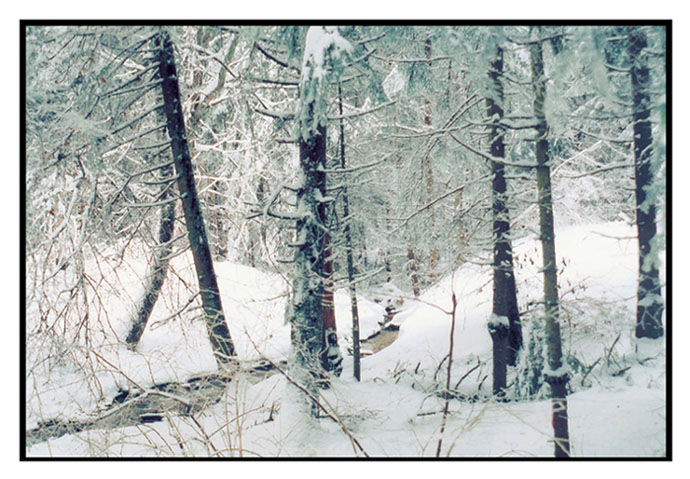 photo "Borovets" tags: landscape, forest, winter
