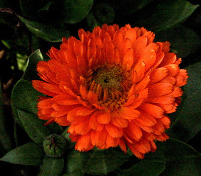 фото "Orange Petals" метки: разное, 