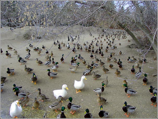 photo "Too many ducks - 2" tags: nature, wild animals