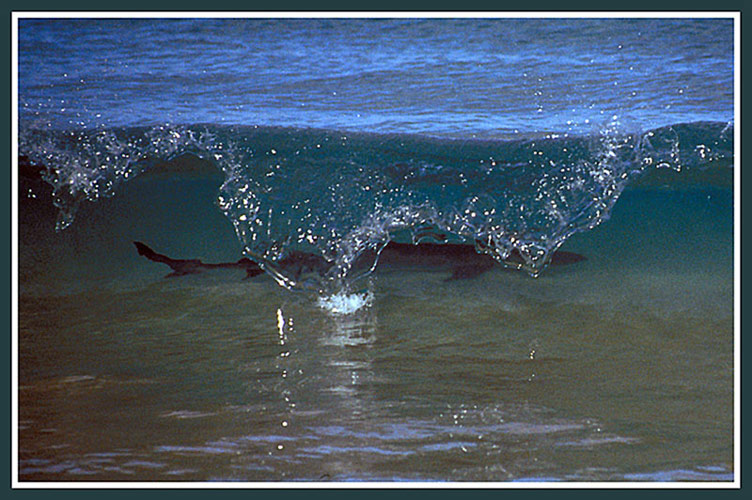 photo "Sharkquarium" tags: nature, wild animals