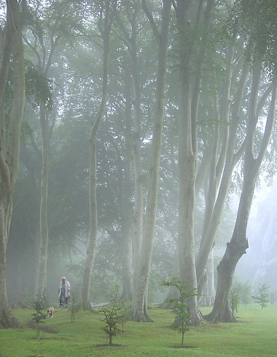 photo "Morning Walk" tags: landscape, misc., forest