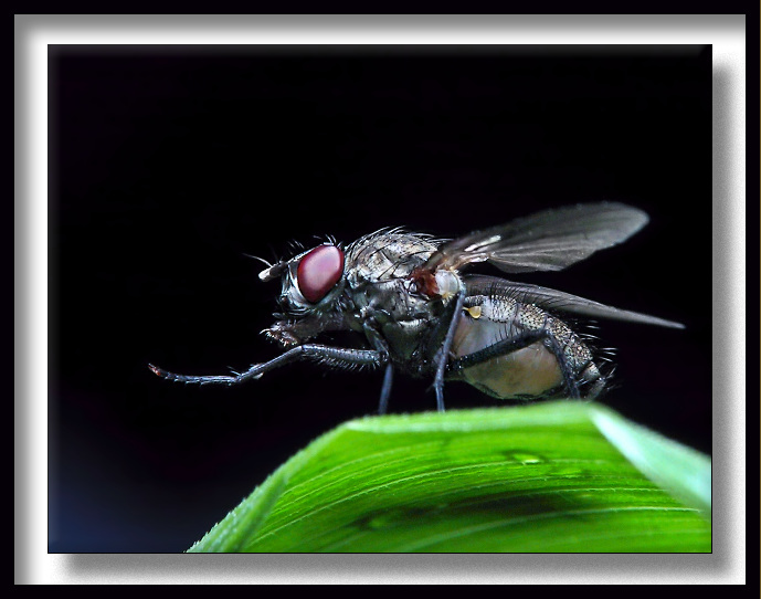 photo "Stepping Out" tags: macro and close-up, nature, insect