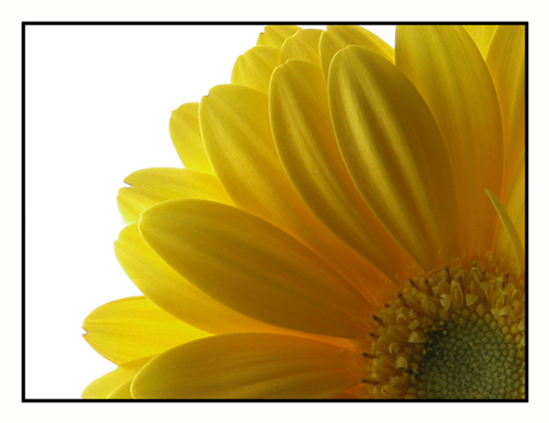 photo "Yellow Petals" tags: still life, macro and close-up, 