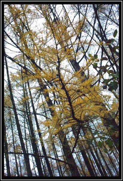 photo "walking in the october forest - 4" tags: landscape, autumn, forest