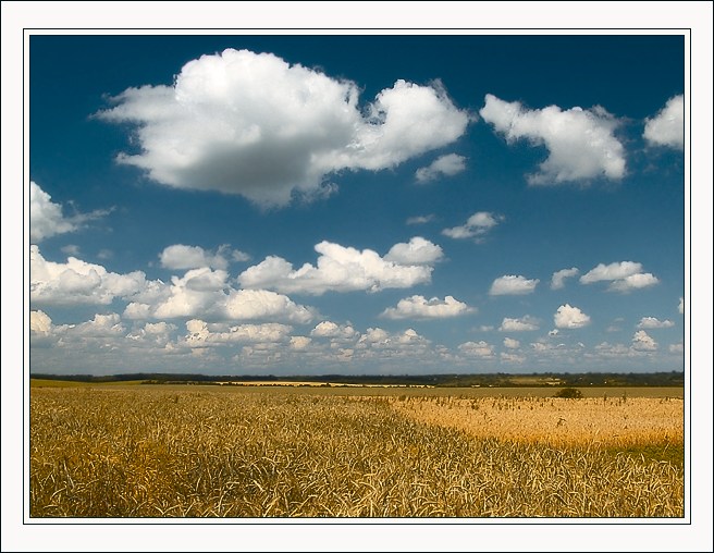 photo "Wheat on all horizon" tags: travel, landscape, Europe, summer