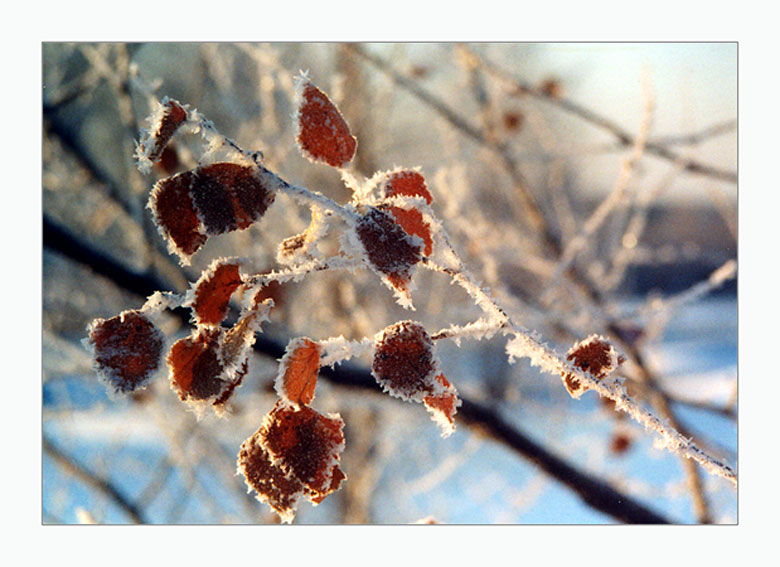 photo "Frozen" tags: landscape, winter