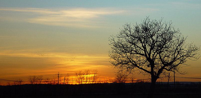 фото "Tree" метки: пейзаж, закат