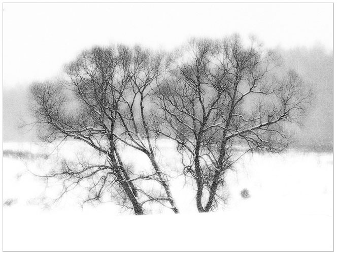 фото "Беседа" метки: пейзаж, зима, лес