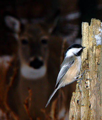 photo "Forest Dwellers" tags: nature, wild animals