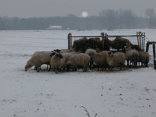photo "Sheeps in the snow" tags: nature, 