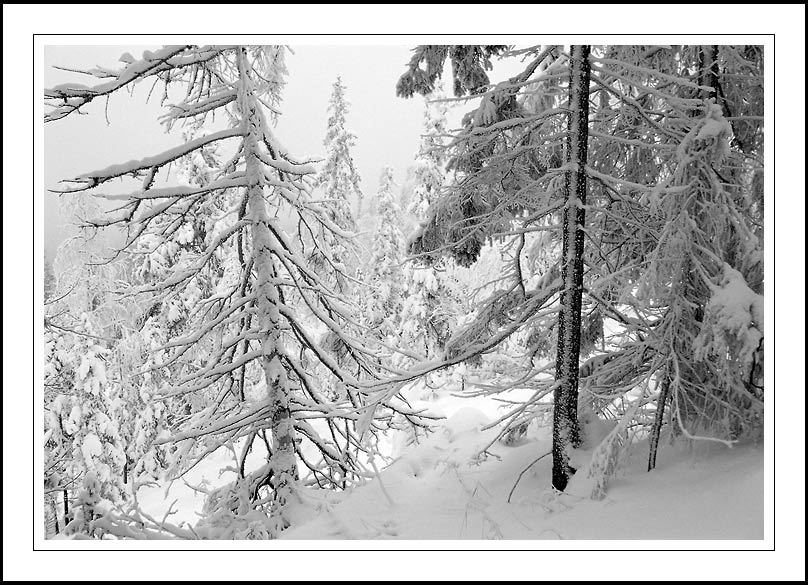 photo "Winter etude" tags: landscape, black&white, winter