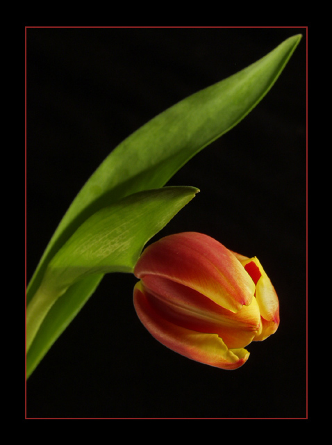 photo "tulipa..." tags: nature, flowers