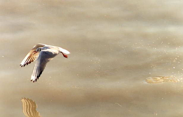 photo "Breaking the rules..." tags: nature, wild animals