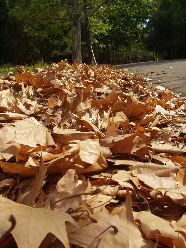 photo "Autumn..." tags: landscape, nature, autumn, flowers