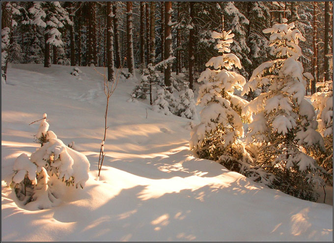 photo "On the winter sun" tags: landscape, forest, winter