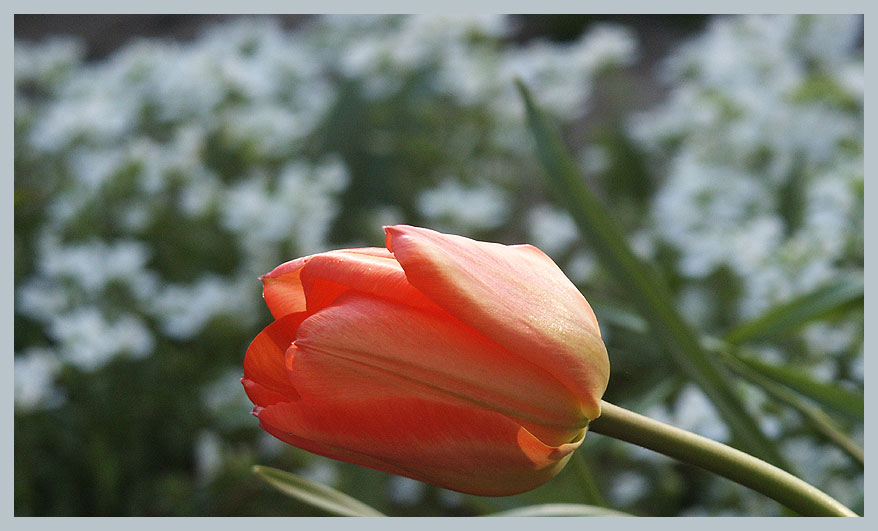 фото "тюльпан" метки: природа, цветы