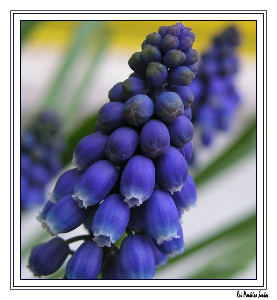 фото "Blue Balloons (to Zaida)" метки: природа, макро и крупный план, цветы