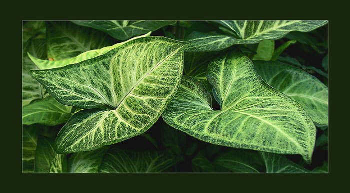 photo "Under Cover" tags: nature, macro and close-up, flowers