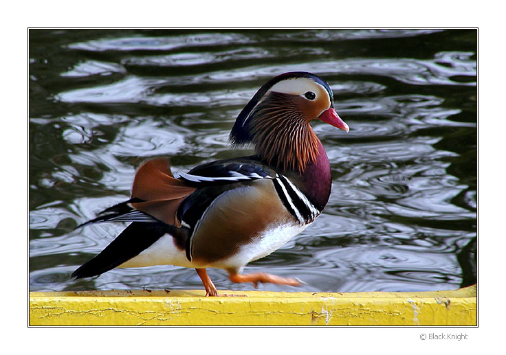 photo "The Juggler" tags: nature, wild animals