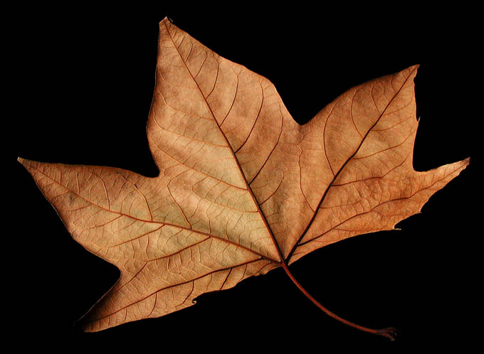 photo "Leaf" tags: macro and close-up, 