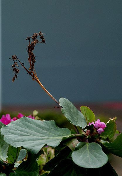 photo "Flowers" tags: nature, flowers