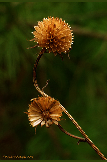 photo "Remains of the Summer #8" tags: macro and close-up, nature, flowers