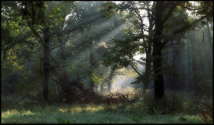 photo "Gleam in a wood" tags: landscape, forest, summer