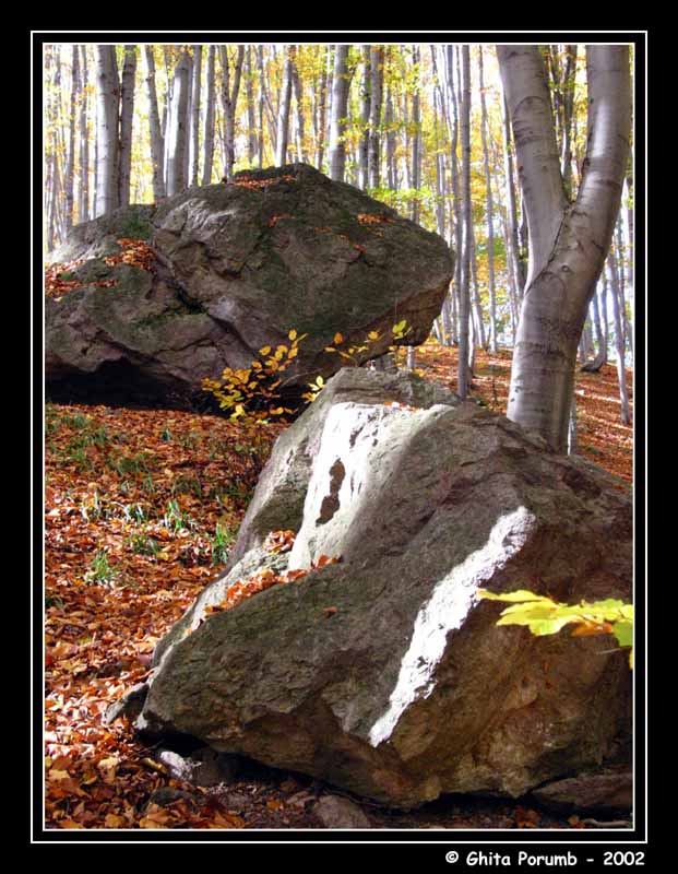 фото "Stone" метки: пейзаж, лес