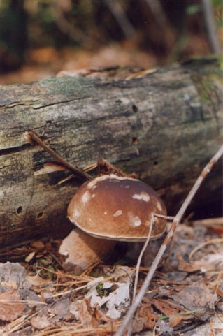 photo "Break" tags: nature, 
