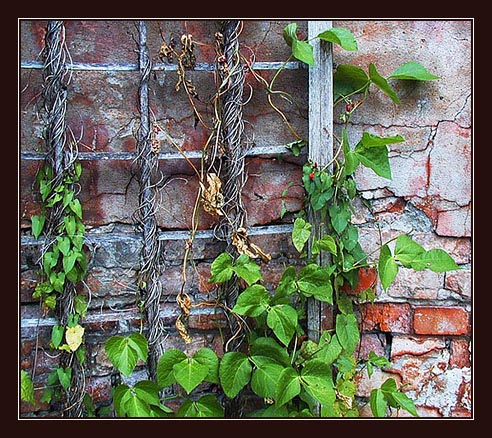 photo "wall" tags: nature, flowers