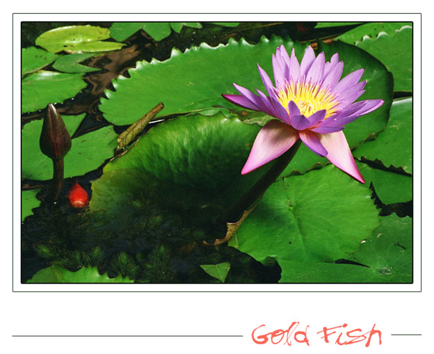 photo "Gold Fish" tags: nature, flowers, pets/farm animals