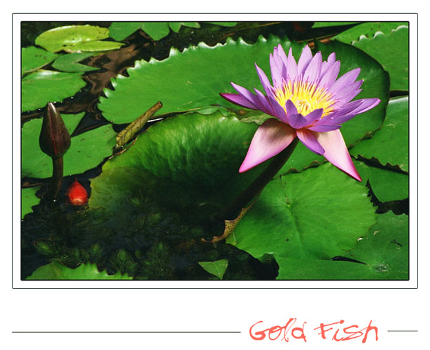 photo "Gold Fish" tags: nature, flowers, pets/farm animals