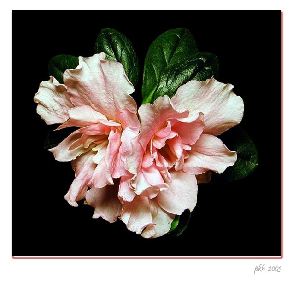 фото "Flower pkh" метки: природа, цветы
