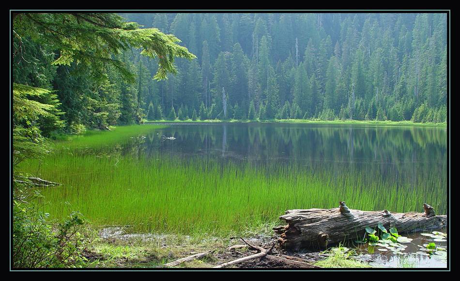 photo "Boardman Lake I" tags: landscape, forest, water