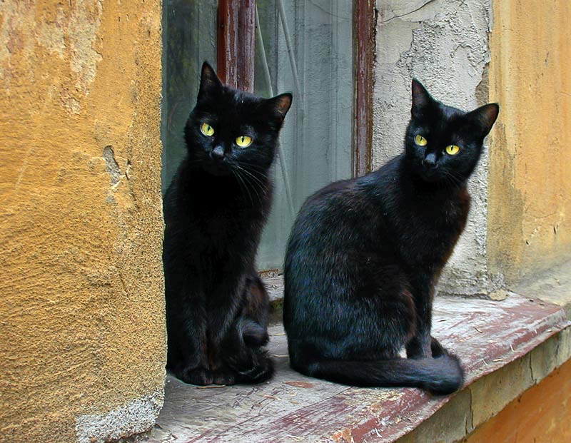 фото "Cats" метки: природа, домашние животные