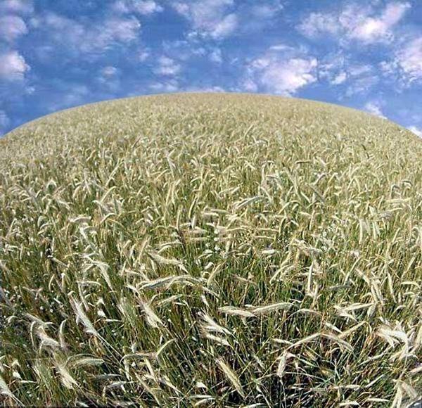 photo "Grain field" tags: nature, landscape, autumn, flowers