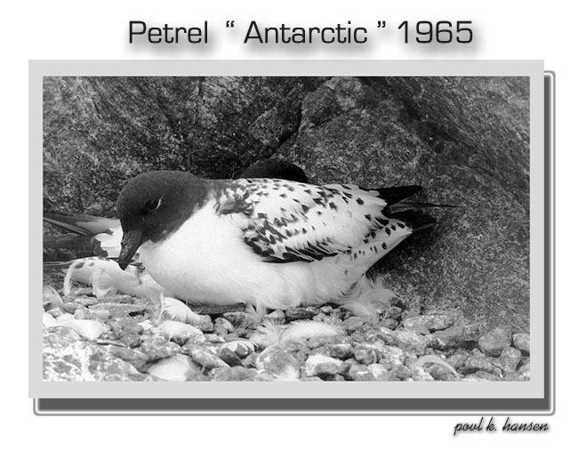 photo "Grey Petrel " Antarctic "" tags: nature, wild animals