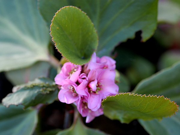 photo "Yet a Flower" tags: nature, flowers