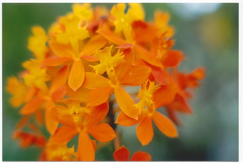 photo "Little Faces" tags: macro and close-up, nature, flowers