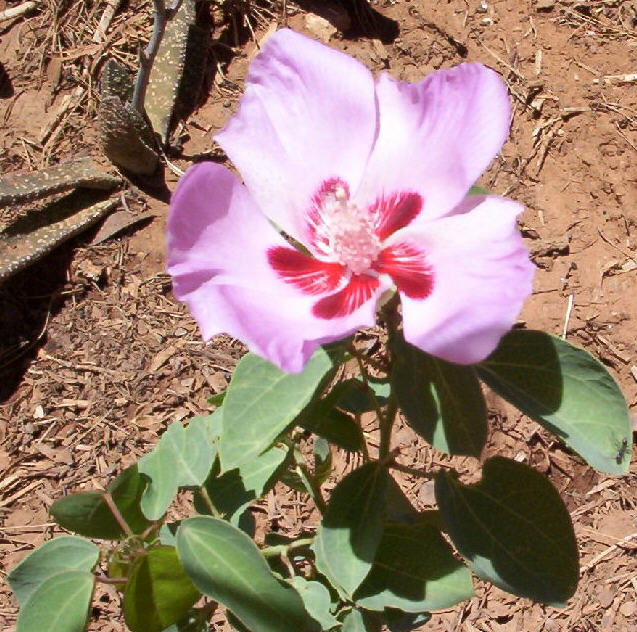 photo "Native Hibiscus" tags: nature, travel, Australia, flowers