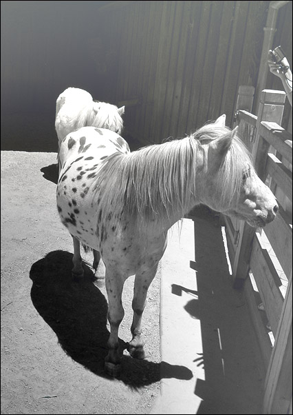 photo "***" tags: black&white, nature, pets/farm animals