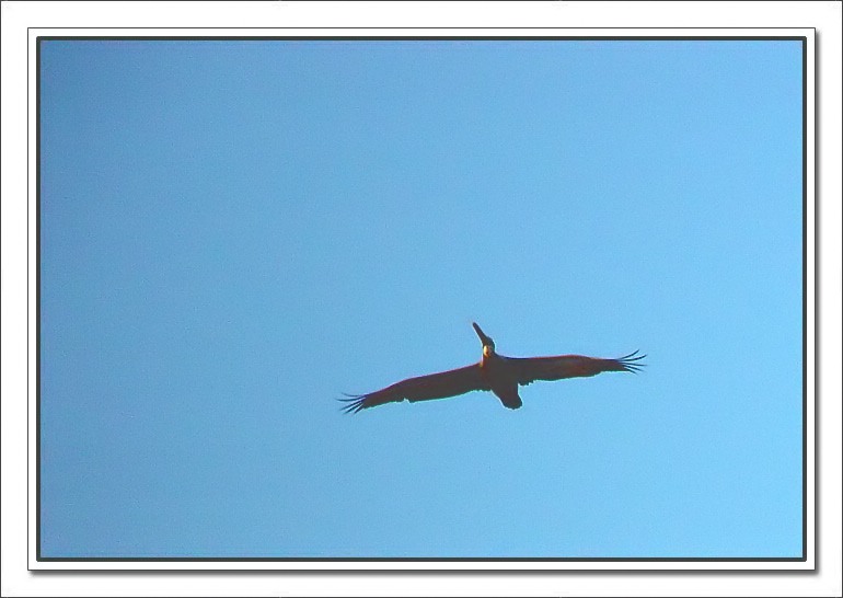фото "Pelican on the skye" метки: природа, путешествия, Северная Америка, дикие животные