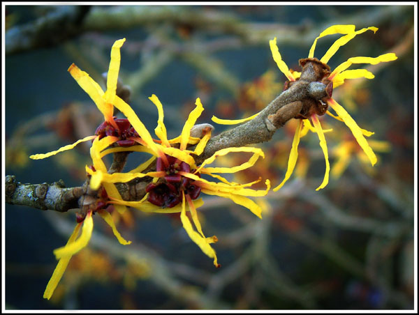 photo "Hamamelis mollis (Chinese Witch hazel)" tags: macro and close-up, nature, flowers