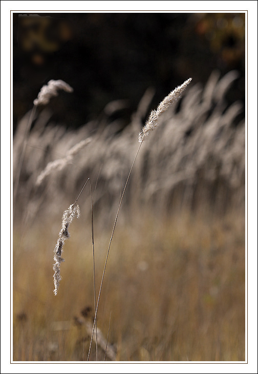 photo "Imitation Lagranzh" tags: nature, 