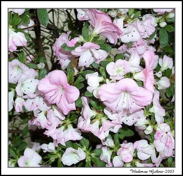 photo "AZALEA" tags: nature, flowers